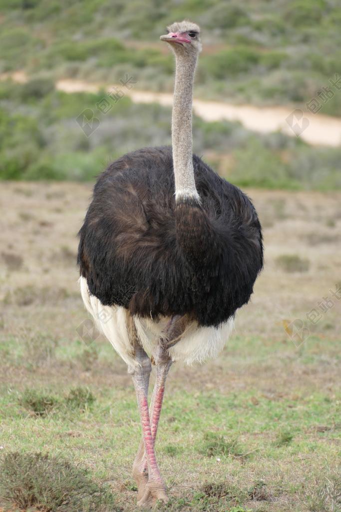 花束 南非 鸟 鸵鸟 野生动物摄影 关闭