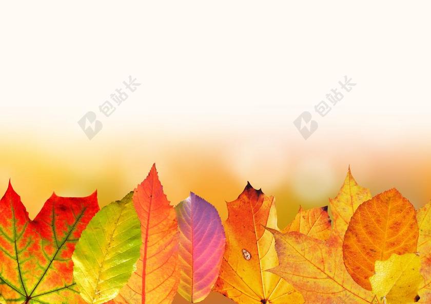 广告时尚涂鸦的枫叶背景图片