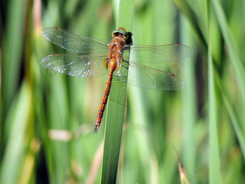 摄影唯美户外蜻蜓特写背景图片