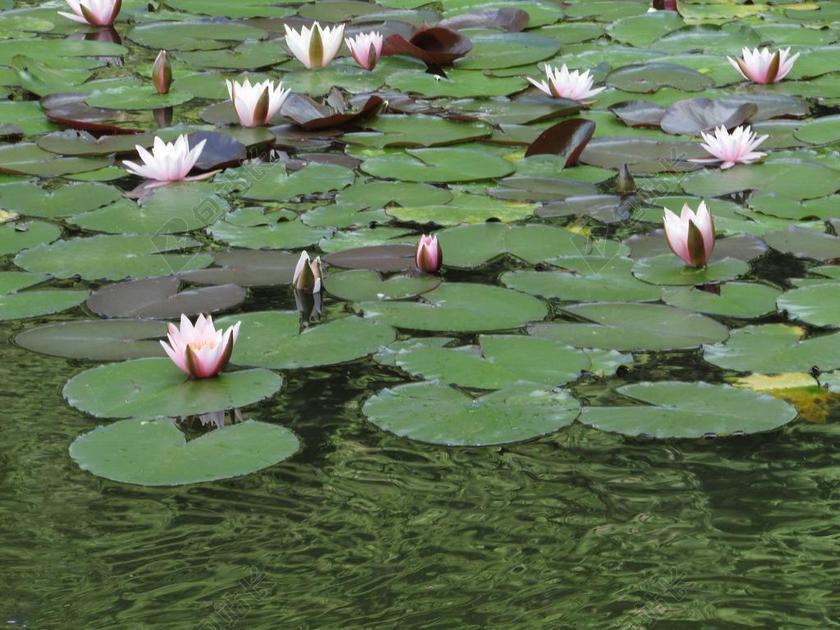 睡莲 粉红色 开花 性质 水生植物