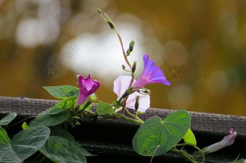 花 牵牛花 藤 花的 植物 自然 开花 盛开 花瓣 有机