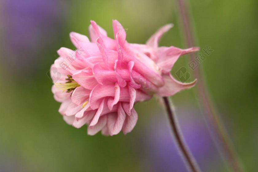 鸽的 开花 花 粉红色 鲜花 性质 粉红色的花 厂 植物