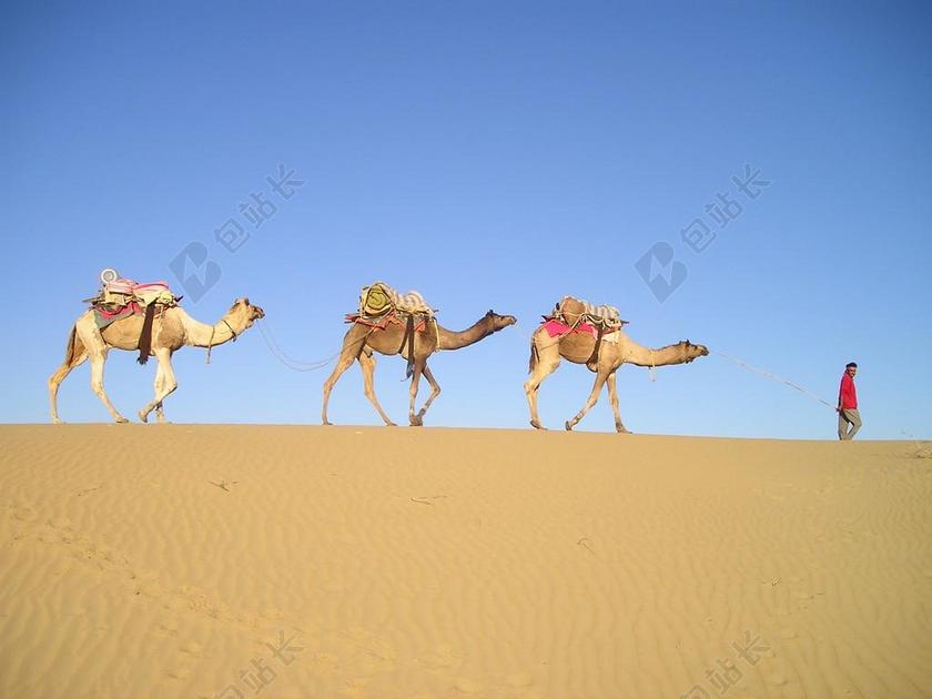 广告时尚印度骆驼商队背景图片