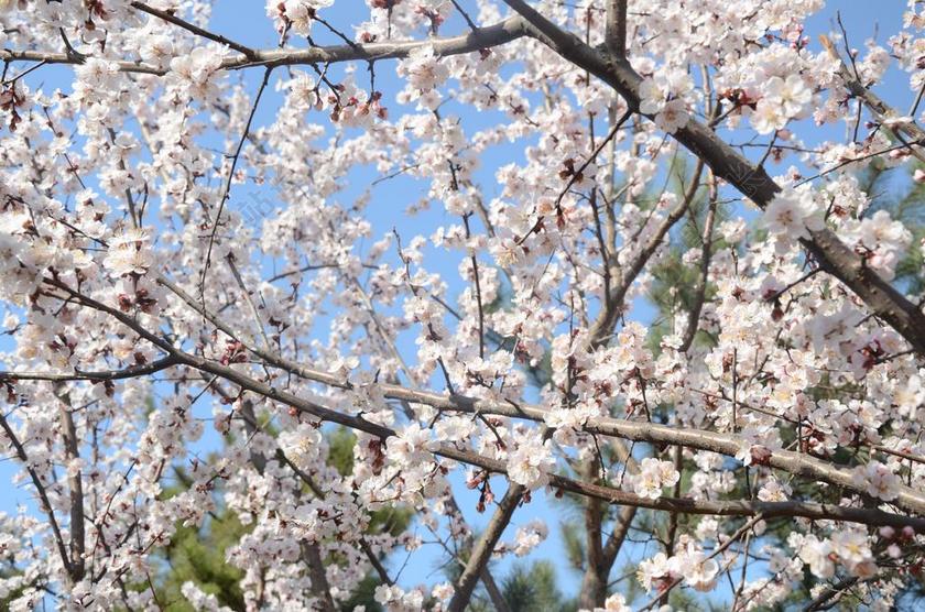 白色植物景色春天花朵背景图片