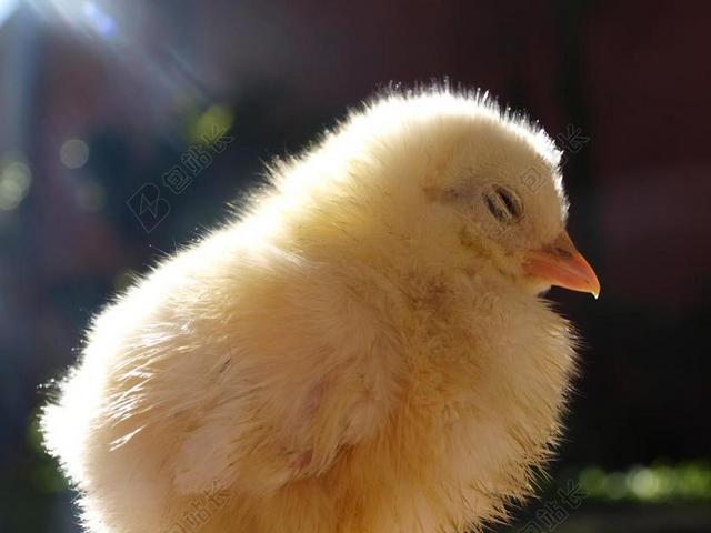 动物可爱睡着的黄色小鸡背景图片