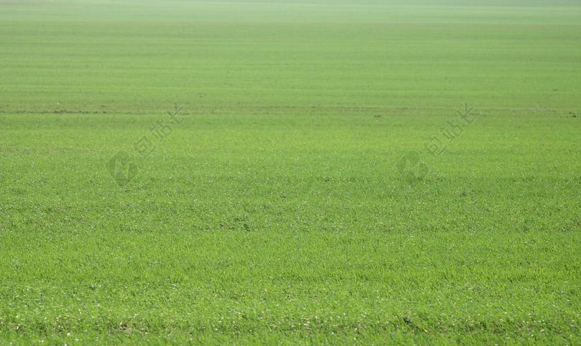 草坪草地图片