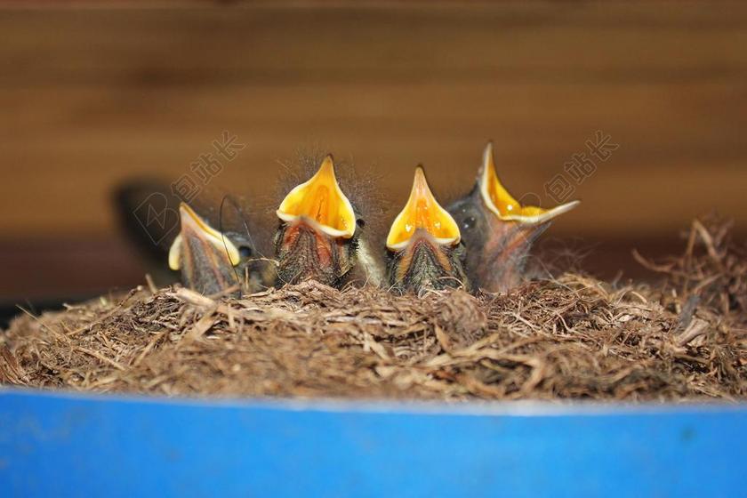 鸟 鸟巢 房子 巢 孵化 饥饿