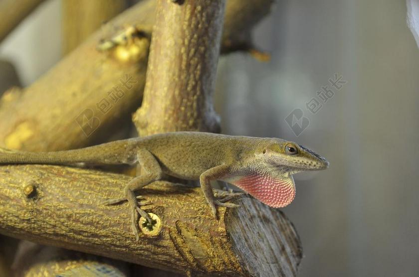 卡罗来纳州变色龙 ANOLIS 男性 玻璃容器 安乐蜥 蜥蜴