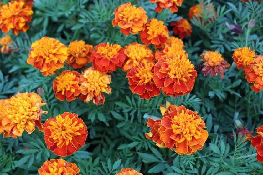 鲜花 红 开花 菊花 全吹