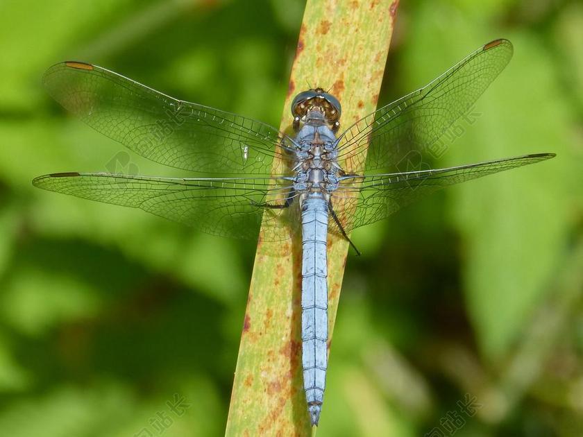 蜻蜓 蓝蜻蜓 叶 湿地 ORTHETRUM CANCELLATUM