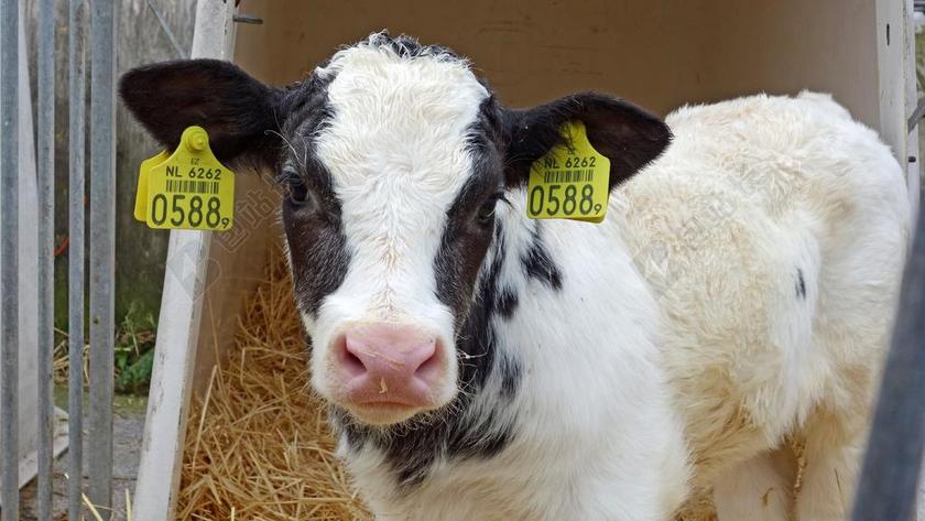 母牛 小牛 动物 牛 农村