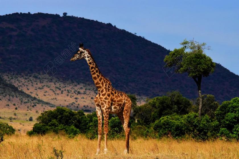 野生动物 非洲 坦桑尼亚 哺乳动物 野生动物园 公园 旅行