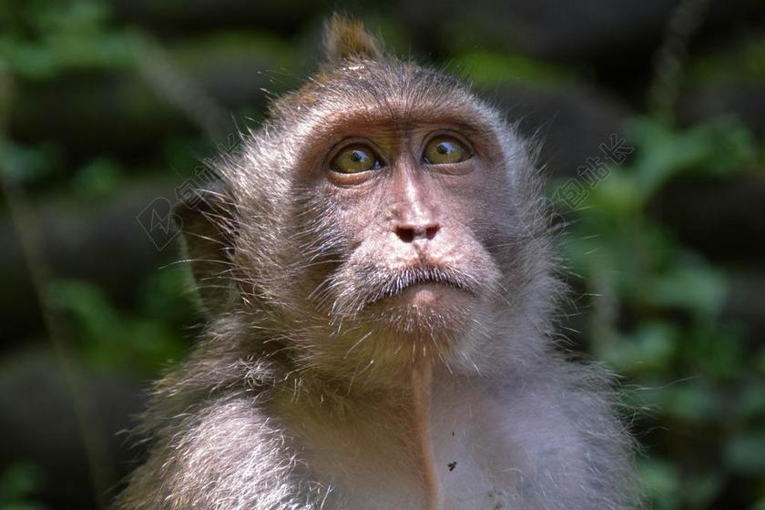 巴厘岛 印度尼西亚 旅行 乌布 猴子森林 猴子 性质 动物