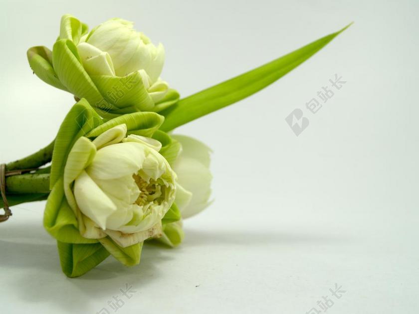 白 花 莲花 装修 开花 水 温暖 火花 自然 东方