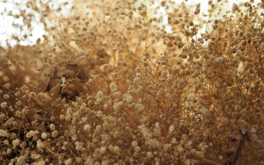干花开花的草毛茸茸的盛开的季节植物背景图片