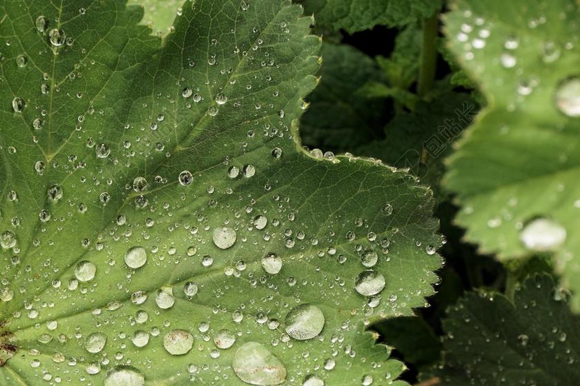叶子 水 露水 滴 绿色 绿叶 雨滴 厂 性质 雨