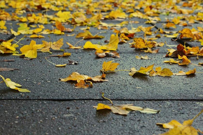 叶子 性质 秋季 秋天的颜色 分支机构 秋天的落叶 秋天树叶