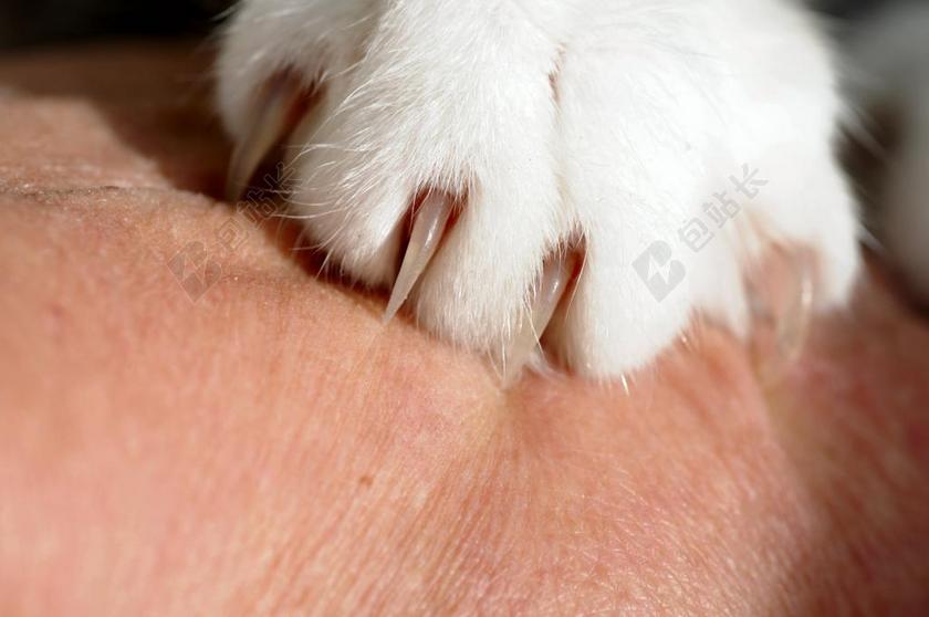 猫 爪 皮肤 关闭 宿醉 宠物 爪子