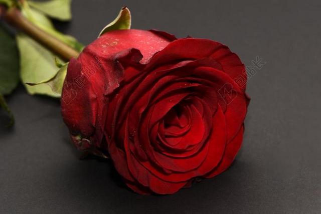 玫瑰红色浪漫爱情情人节背景图片