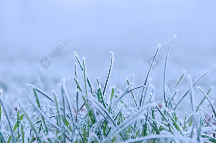 冬天 雪 季节 自然 特写 冻结 白 冰 霜 秸秆 结霜