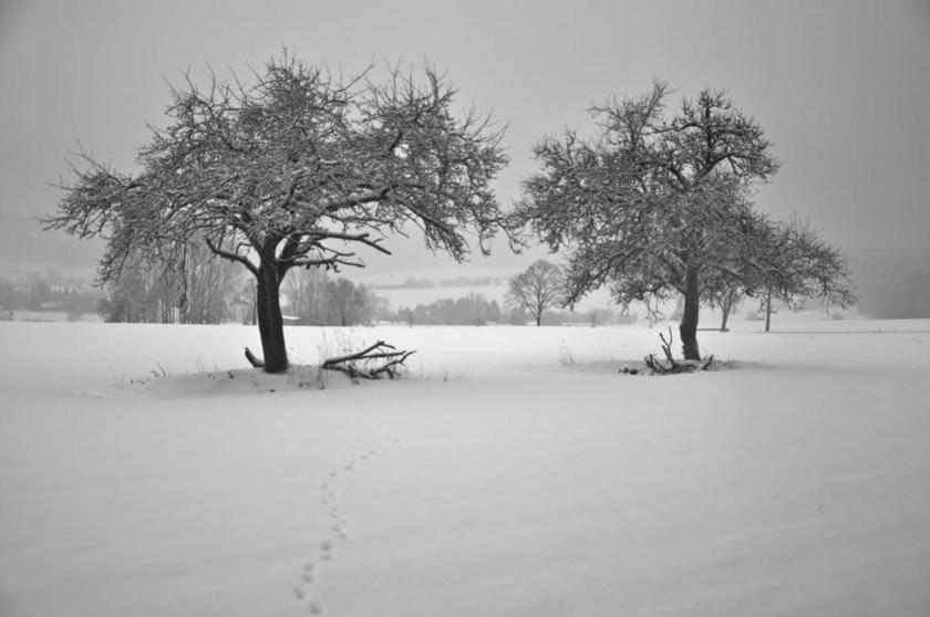 寒冬 雪 性质 冬天树 字段 严寒 雪景 德国 白