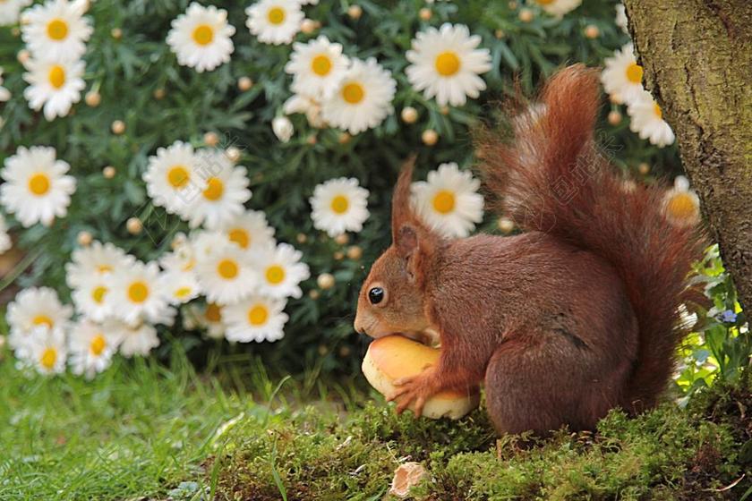 动物 松鼠 春天 苹果 花园