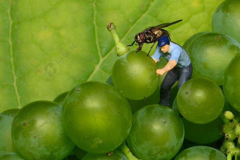 微小的人 迷你人 葡萄 飞 绿葡萄 小世界