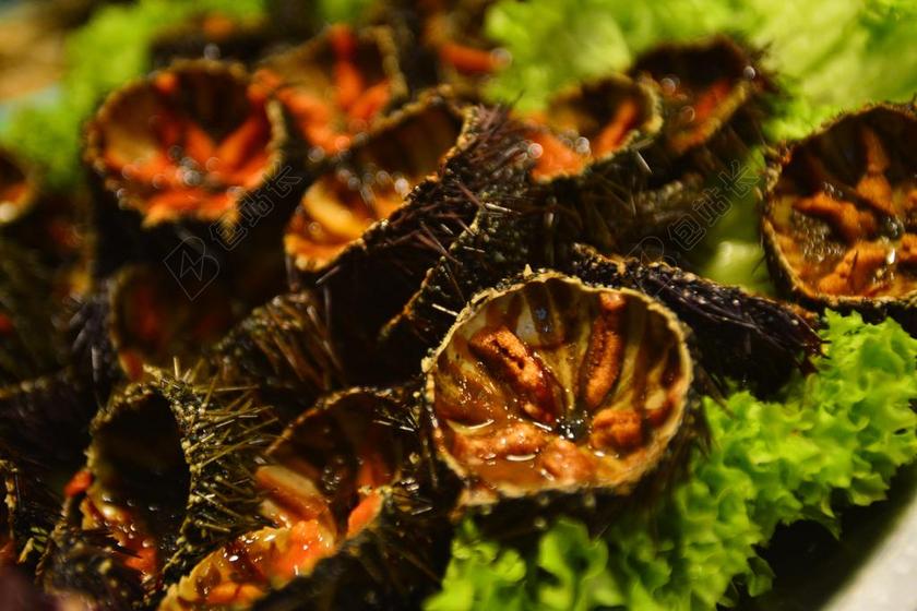 摄影清新海胆背景图片