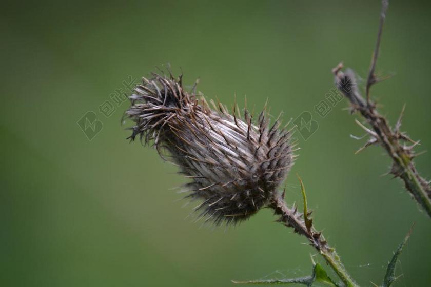 朵枯萎的花 枯萎 过客 褪色 开花 花 关闭