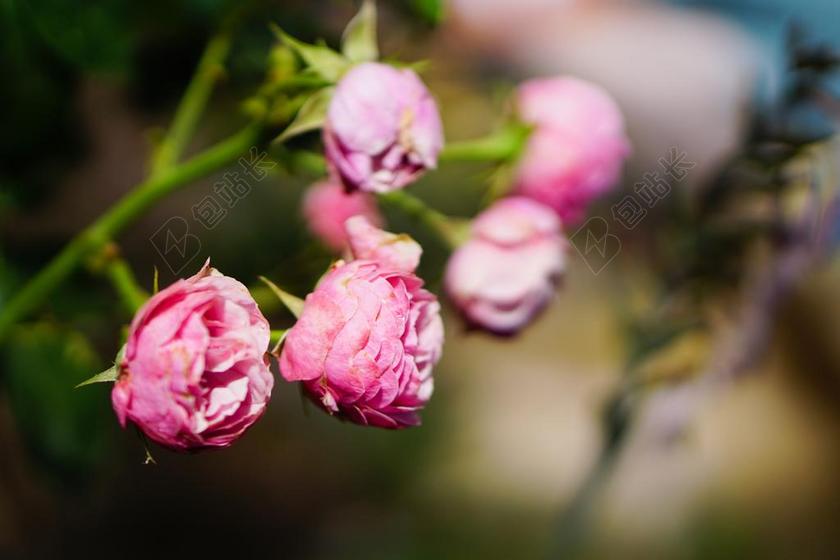 粉红色 玫瑰 花 开花 玫瑰绽放 粉红色的玫瑰 玫瑰花园 性质
