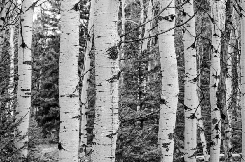 树林 黑色和白色 阿斯 树 白 格罗夫 自然 森林 景观