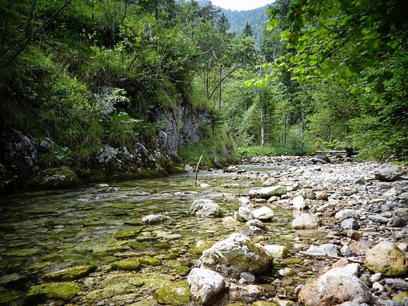 白巴赫 过独身生活 森林 上部巴伐利亚 山中的小溪 性质