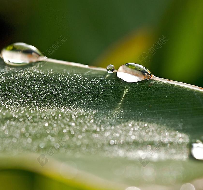 白色水滴植物露珠下雨自然景观背景图片