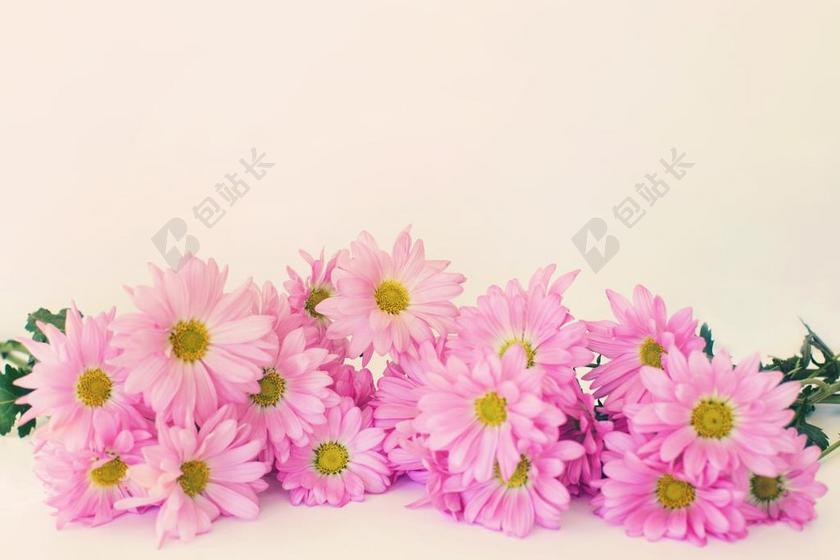 粉色植物自然粉色的雏菊背景图片