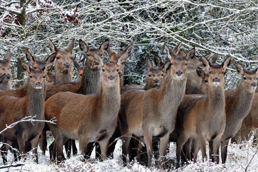 动物 鹿 自然 野生 照片 生活 哺乳动物 休闲地 红色