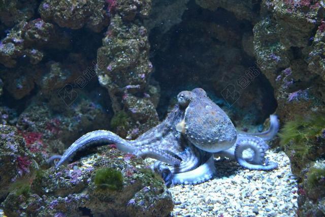 摄影清新水族馆里的章鱼背景图片