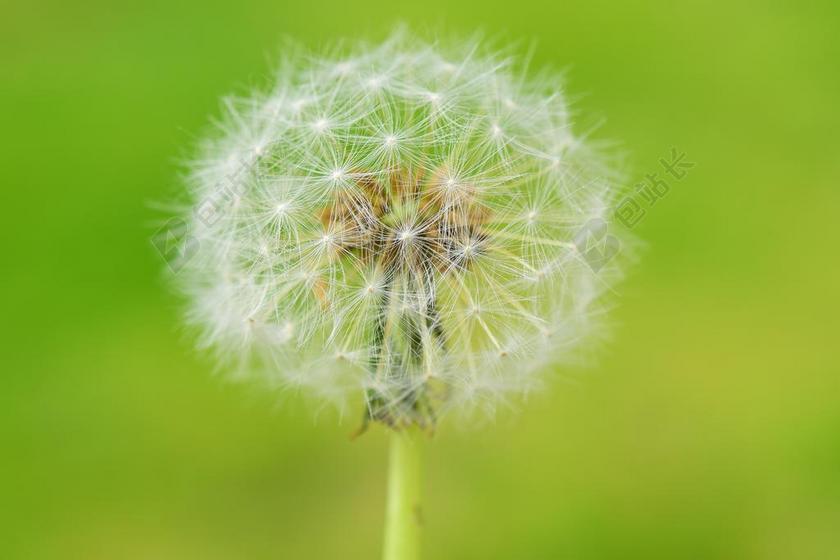 蒲公英 花 性质 种子 厂 关闭 春天 飞行的种子 指出花