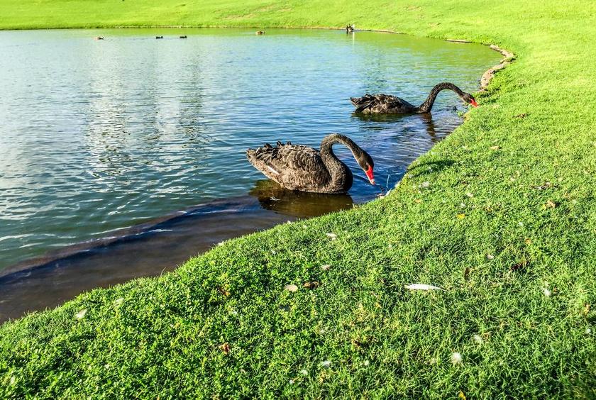 黑天鹅 池 水 自然 湖 鸟 野生 动物 鸟嘴 和平 翼