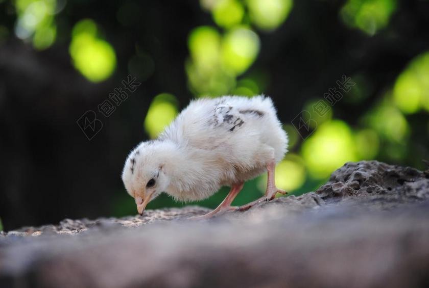 小鸡 羽毛 母鸡和小鸡多汁 年轻 鸡蛋 鸟 自然 动物