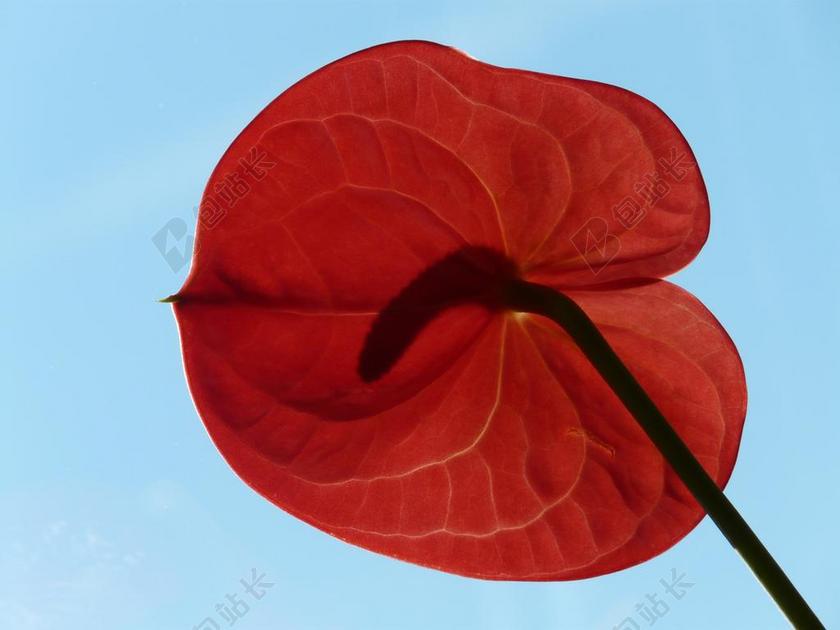 弗拉明戈花 红掌 红色 开花 花 厂