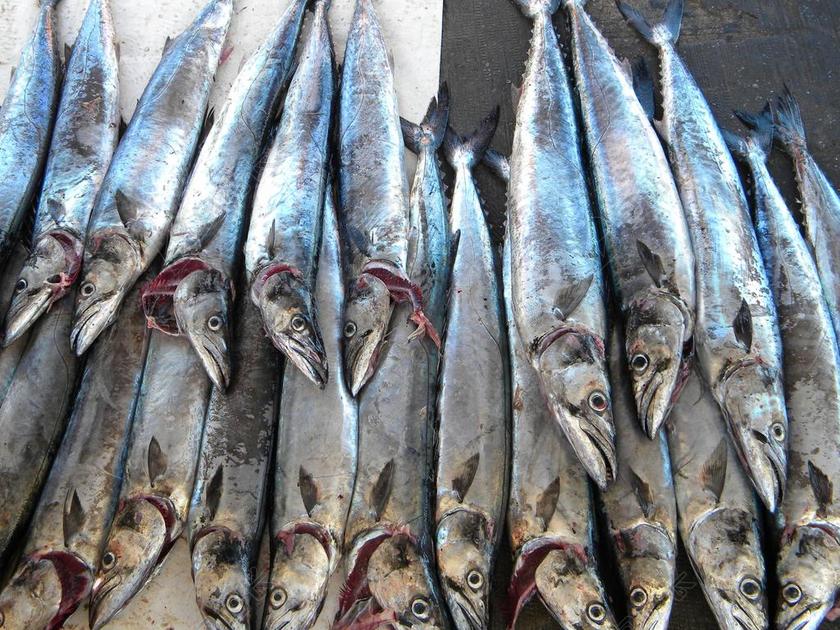 鱼 杖鱼 海鲜 饮食 海 捕捉 开普 蛇鲭 马鲛鱼