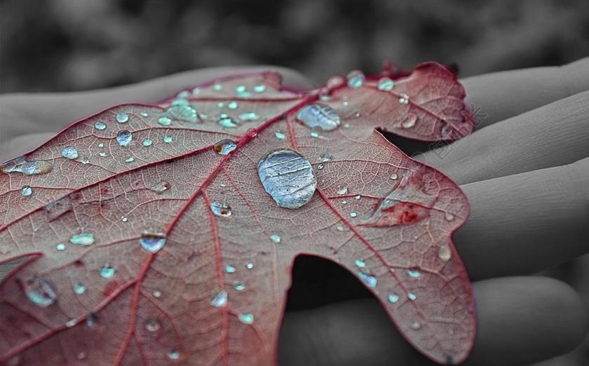 摄影唯美枫叶上的露珠背景图片