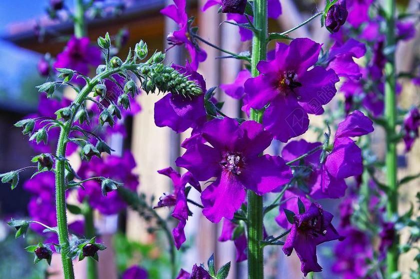 广告清新紫色的小花背景图片