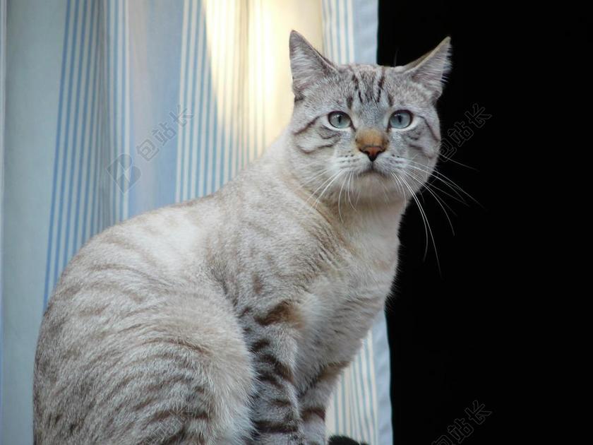 摄影唯美国内的猫背景图片