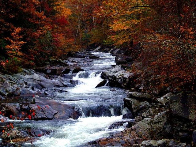自然风景秋天金色树林间的小溪背景图片