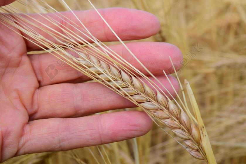 手 粮食 大麦 滋补大麦 健康 食品 有价值的 谷物 性质