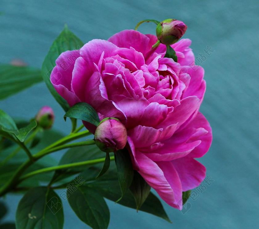 广告清新牡丹花开背景图片