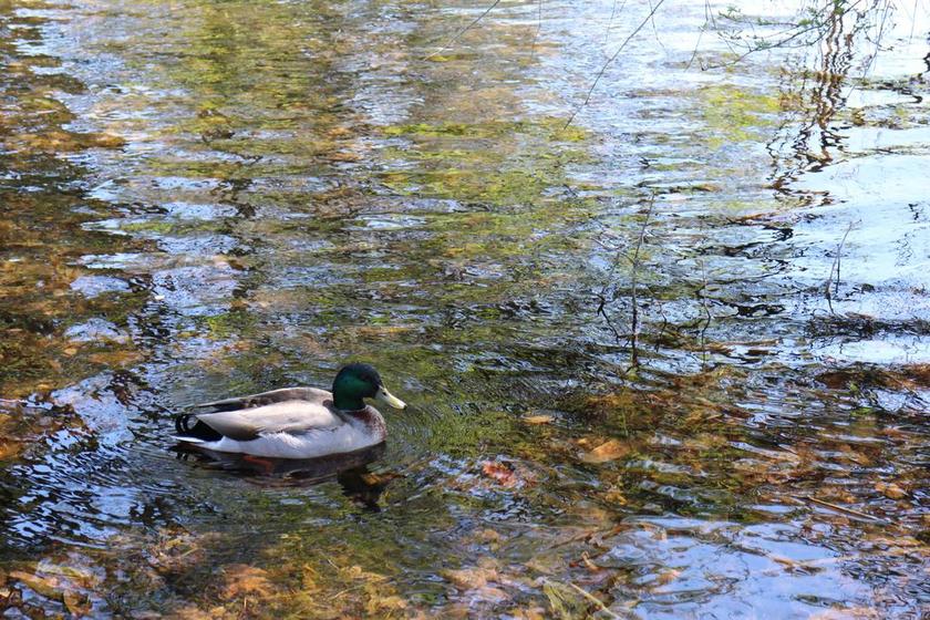 旅游清新海上游泳的鸭子背景图片