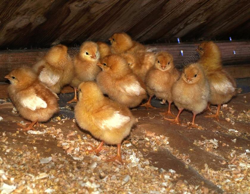 动物 小鸡 鸡 吃 育种