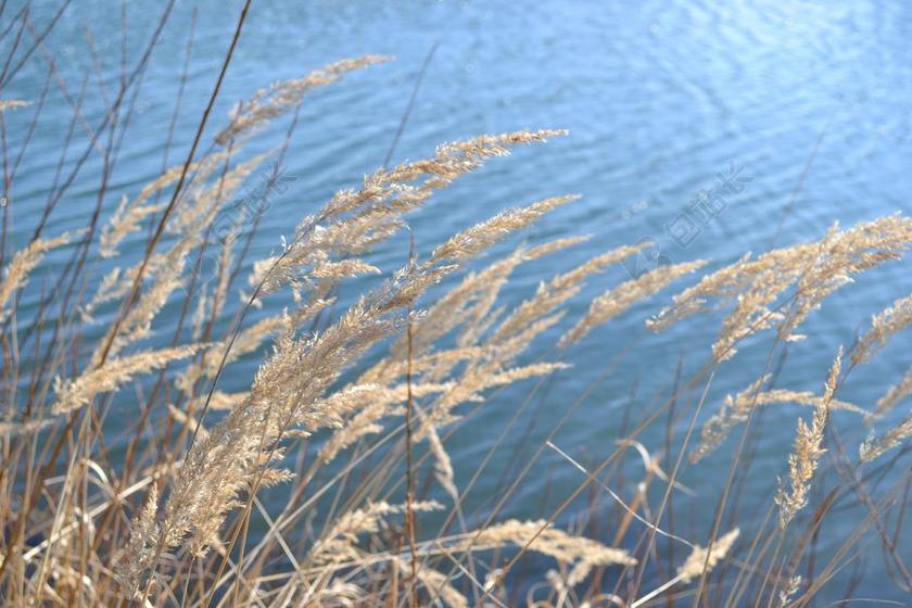 摄影清新岸边的芦苇背景图片